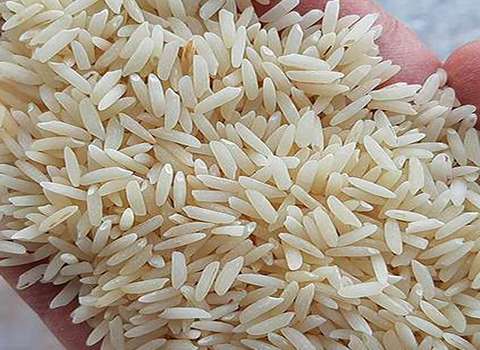 قیمت برنج شمشیری فریدونکنار + خرید باور نکردنی